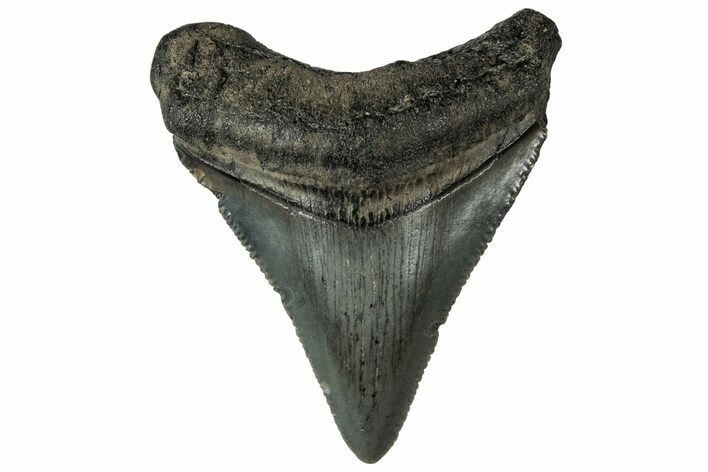 Serrated, Juvenile Megalodon Tooth - South Carolina #313616